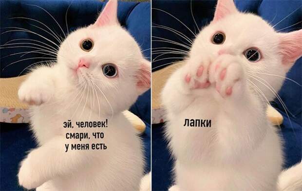 Лапки Лапки