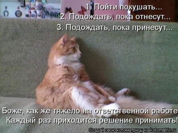 Свежая котоматрица на Бугаге (37 фото)