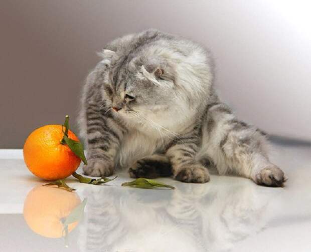 6. Отпугивает котов апельсин, идея, корка, фантазия