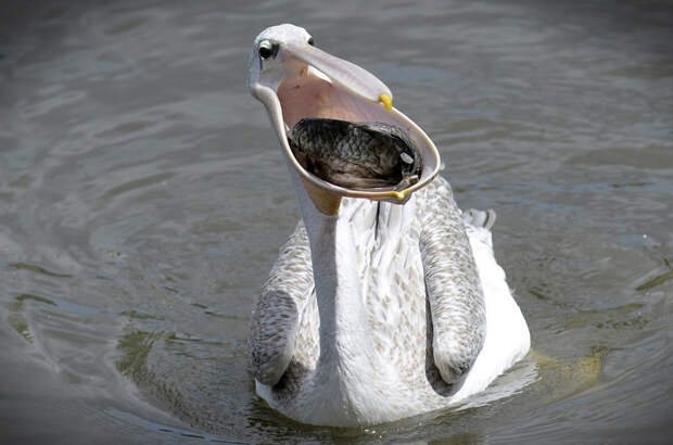 Вот это рот! Белый пеликан ест рыбу. (Фото Slavek Ruta) животные, заповедник, зоопарк, прикол, фото, юмор