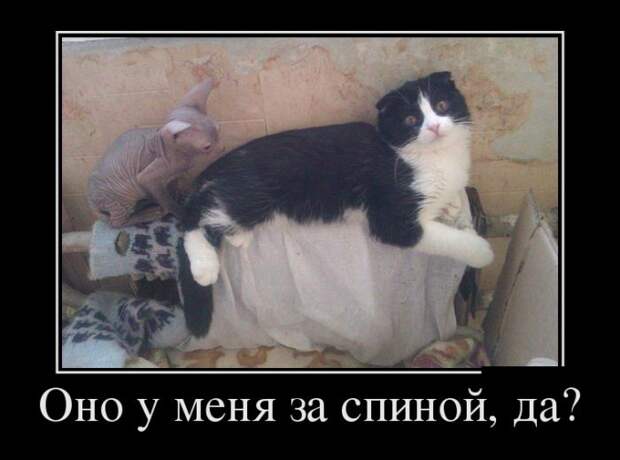 Позитивные утренние демотиваторы для настроения (11 фото) Позитивные утренние демотиваторы для настроения (11 фото)