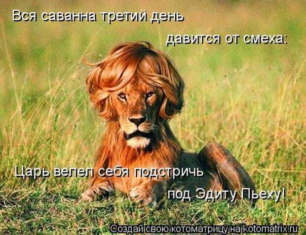 Лучшие котоматрицы недели (50 фото)