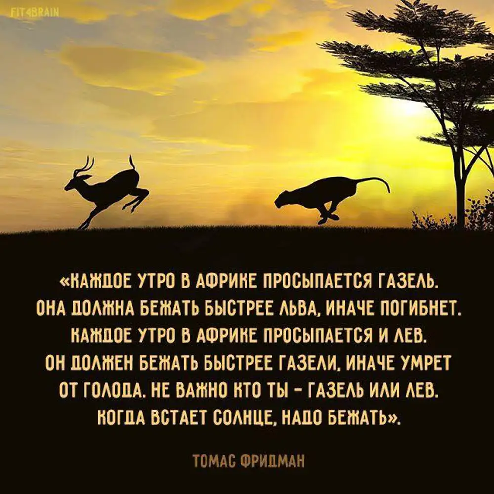 Иначе убью. Каждое утро в Африке просыпается Газель. Каждое утро Лев просыпается и бежит. Каждое утро в Африке просыпается Лев. Каждое утро в саванне просыпается.