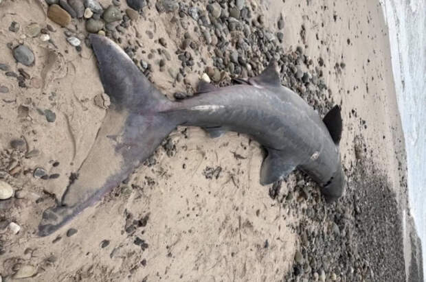 Опасный знак: дренейшее морское существо выбросилось на берег