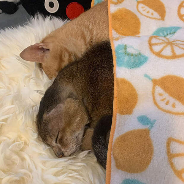 Кот Картошка, который остался без ушей