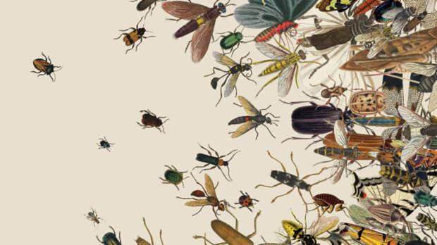 Что произойдёт с Землёй, если с неё исчезнут все насекомые?
