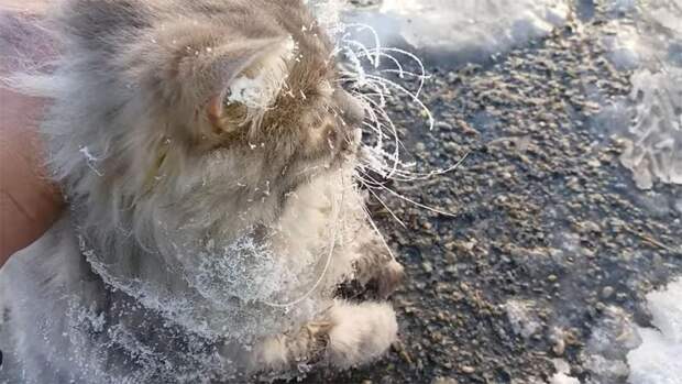 кошка застряла лапами во льду, кошка примерзла лапами ко льду