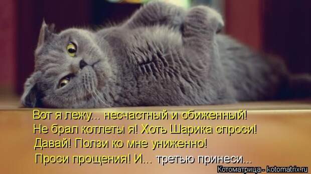 Лучшие котоматрицы недели