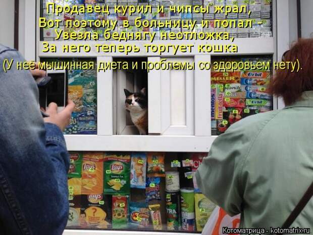Веселые котоматрицы для настроения (13 фото)