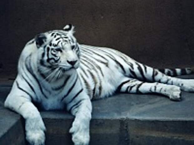 Белые тигры 34