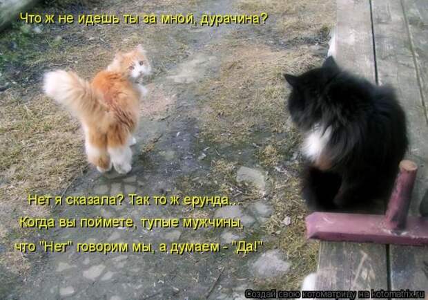Лучшие котоматрицы недели (50 фото)
