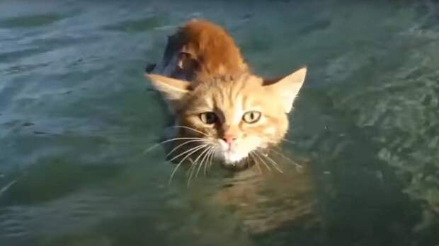 Кот плывущий по реке