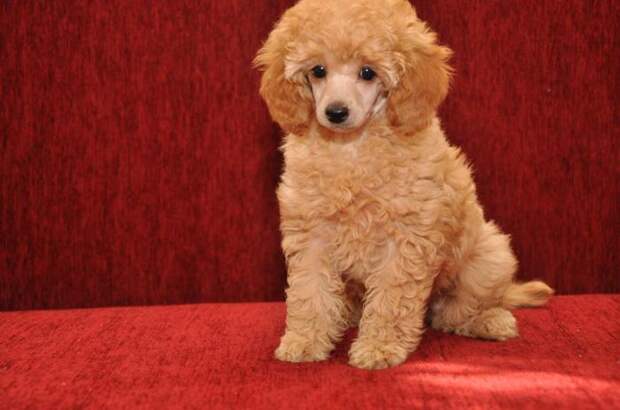 Забавная собачка с шикарной густой, курчавой шерстью. Забавная собачка с шикарной густой, курчавой шерстью.