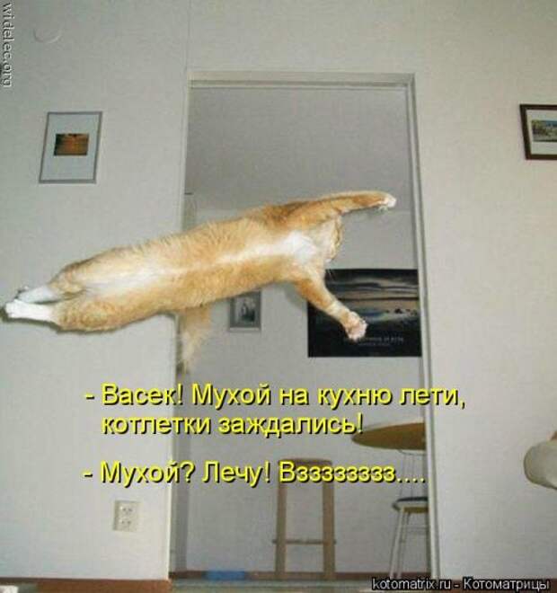 Свежая котоматрица для всех (31 шт)