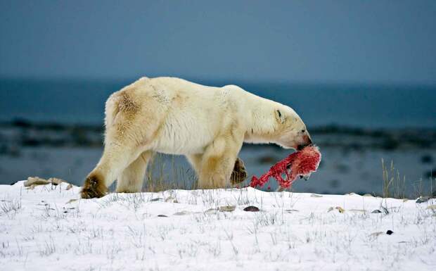 Белый медведь питается морскими животными