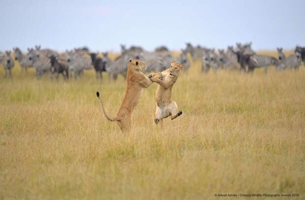 Финалисты конкурса Comedy Wildlife Photography Awards: самые забавные фотки из мира дикой природы за 2019 год Фотография, Дикая природа, Животные, Птицы, Длиннопост