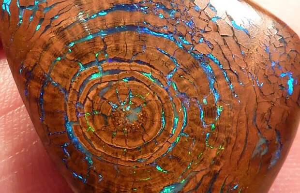 Минерал Opal Fossil. Минерал Opal Fossil.