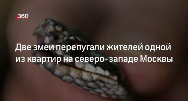 Источник 360.ru: двух змей нашли в квартире дома на северо-западе Москвы