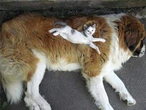 Живут как кошка с собакой  животные, коты, юмор