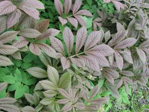 ФОТО Роджерсия бузинолистная