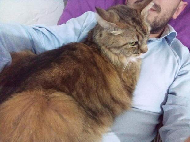 Эти котики явно не слышали про личное пространство
