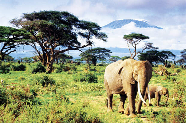 Гора Килиманджаро, Танзания
