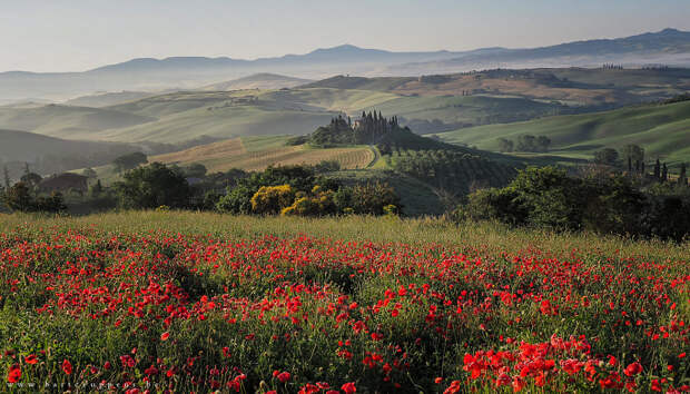 Tuscan poppies by Bart Ceuppens on 500px.com