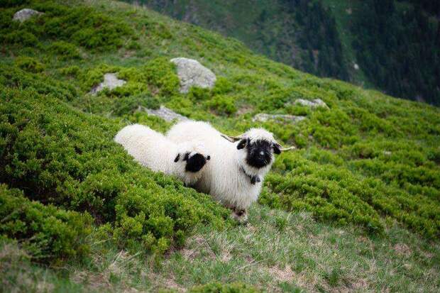 blacknose cutest sheep