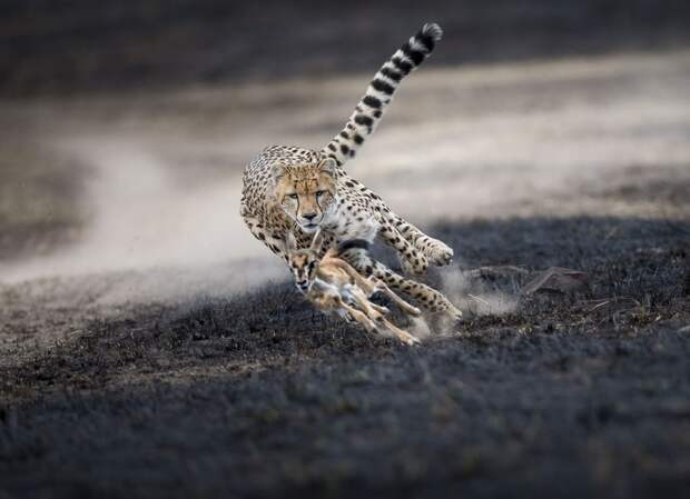 Лучшие фотографии от National Geographic в 2018 году