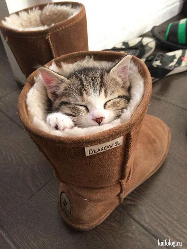 Смешные котики (55 фото)