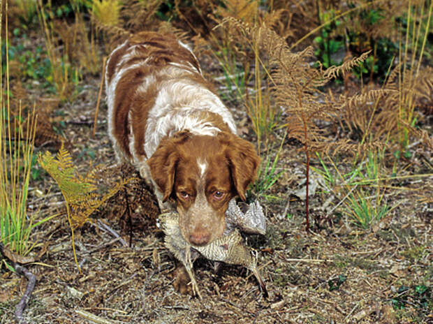 Без подружейных собак осенняя охота на лесных куликов практически невозможна.