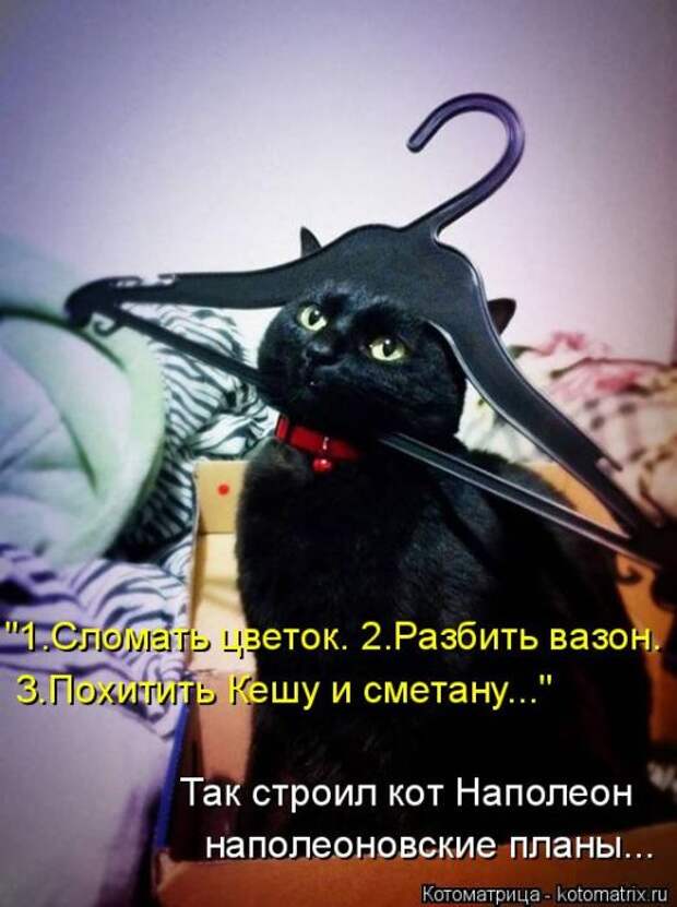 Лучшие котоматрицы недели (50 фото)