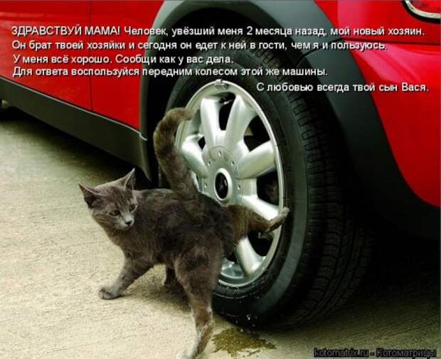 Свежая котоматрица на Бугаге (33 фото)
