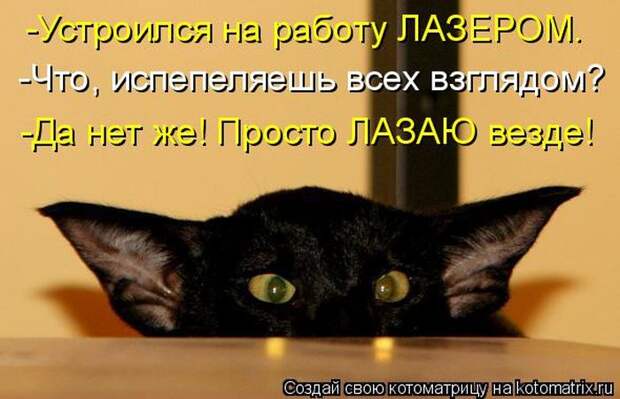 Лучшие котоматрицы недели (50 фото)