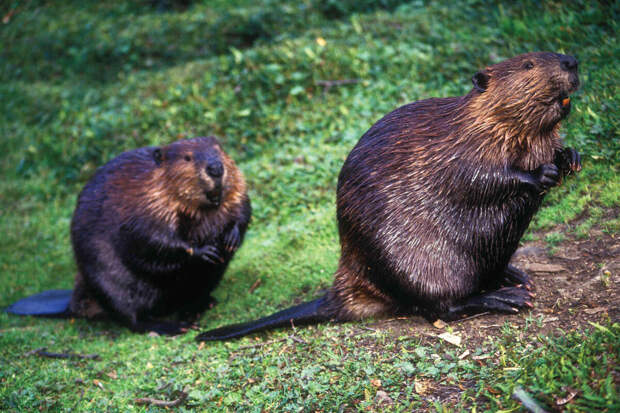 Москвич ответит за нападение своей гулявшей без намордника собаки на бобра