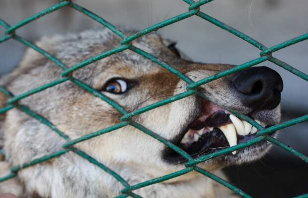 В Гренландии отозвали приглашение спецпосланнику США на гонку на упряжках