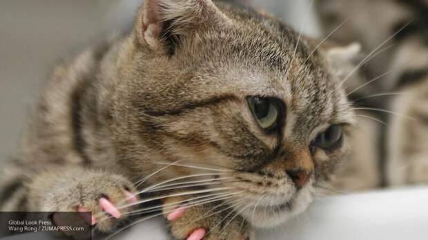 Врач Ярыгина рассказала, как уберечь кошек от зараженных инфекцией хозяев