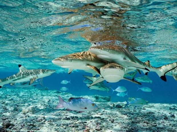 В океане много живых существ, об опасности которых вы и не подозреваете океан, опасности, подводный мир, тайны, ужасы