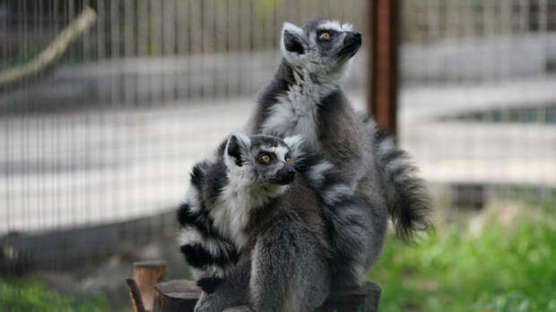 Детеныши кошачьих лемуров родились в Московском зоопарке