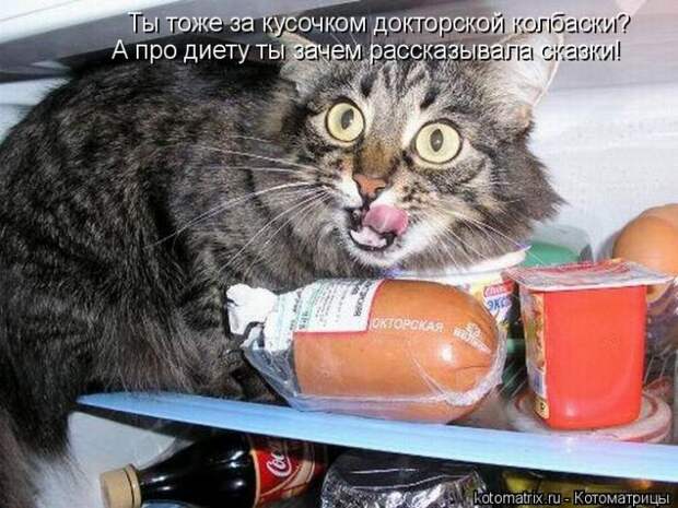 Лучшие котоматрицы недели (50 фото)