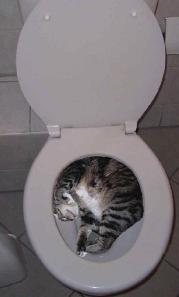 funny-good-pics-004 funny good pics 004 Кошки это жидкость, есть доказательства