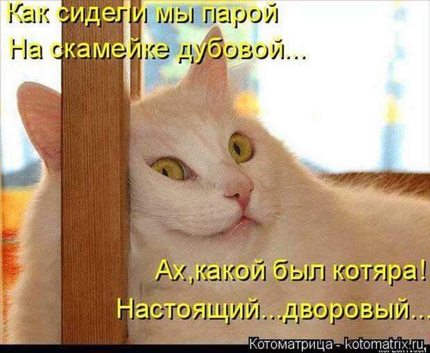 Лучшие котоматрицы недели