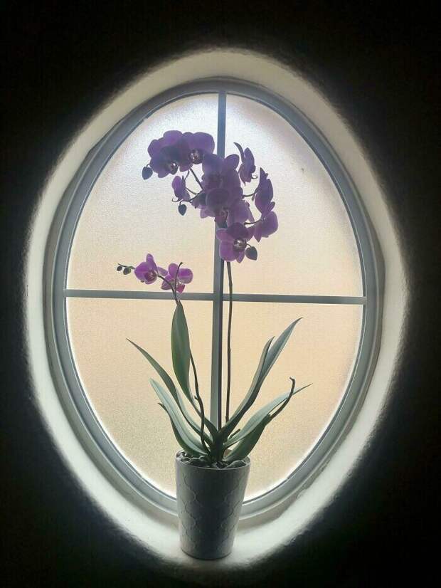 Орхидея, идеально вписавшаяся в окно