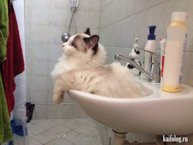 Смешные котики (55 фото)