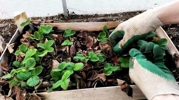 Правильный уход за клубникой весной: 6 ключевых шагов