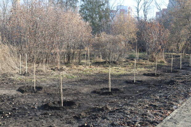 Бывший парк имени Ленина в Барнауле/ Фото: amic.ru