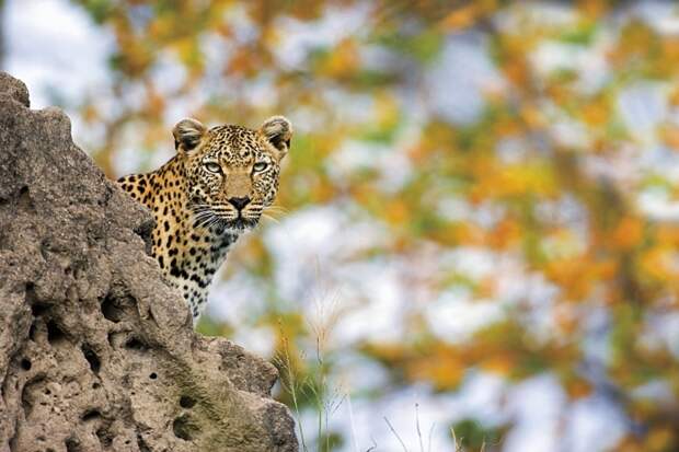 Леопард наблюдает за добычей в национальном парке Крюгер — старейшем в ЮАР.  Он снимал вымирающих горилл в горах Руанды, хамелеонов на Мадагаскаре, храмы Камбоджи и вулканы Чили