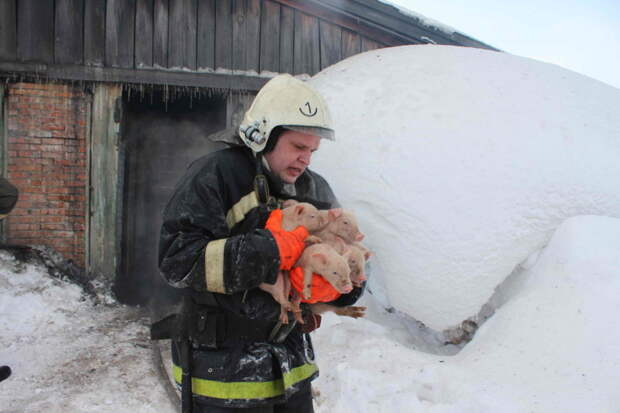 Томские пожарные спасли 150 поросят из горящего свинарника  пожар, свиноферма, спасение