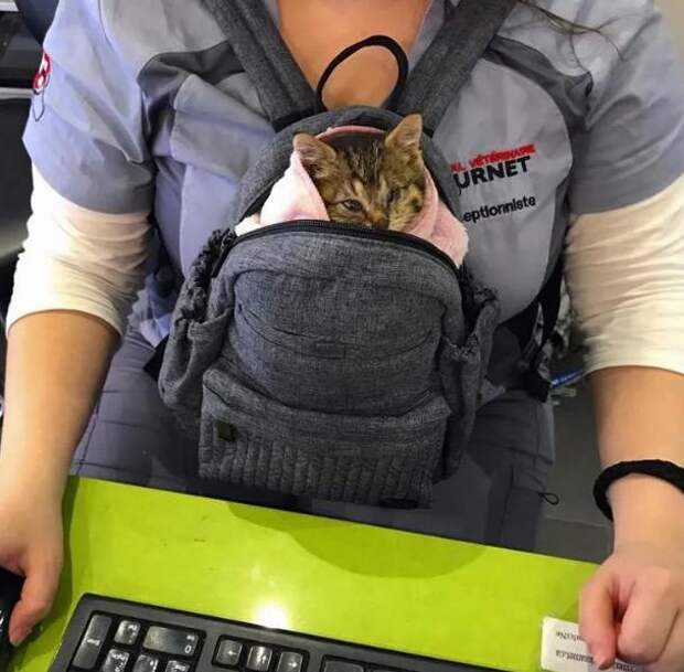 спасение котенка котенок в сумке