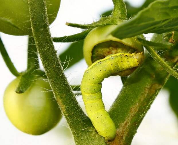Гусеница озимой совки на томате 